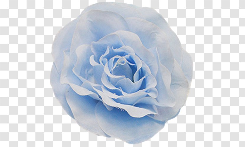 Centifolia Roses Blue Rose Garden Floribunda Petal - Cut Flowers - Fl[ating Transparent PNG