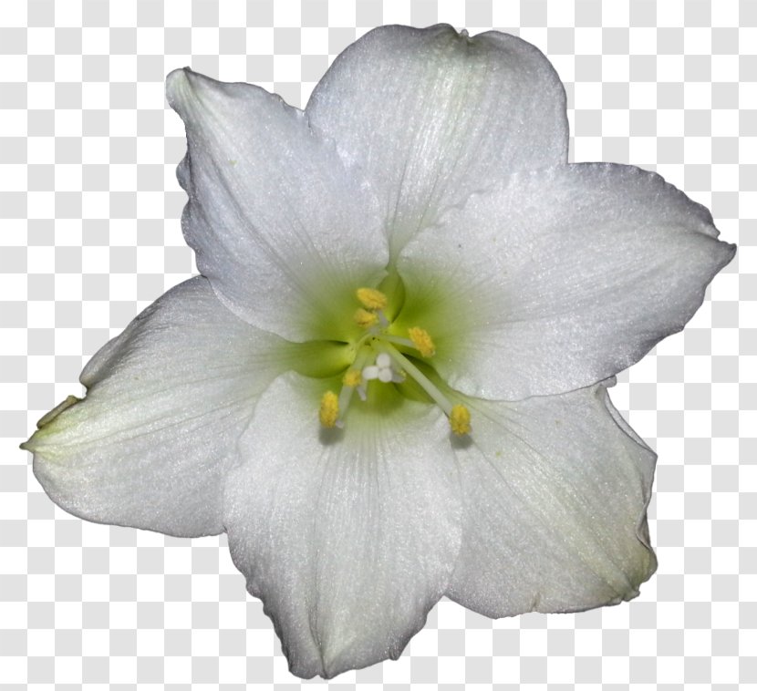 Cape Jasmine Clip Art Plants White - Perennial Plant - Gardenia Image Transparent PNG