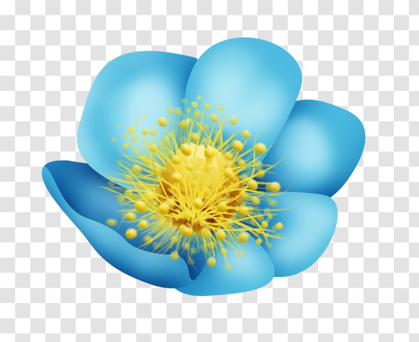 Desktop Wallpaper Flower Petal Clip Art Transparent PNG