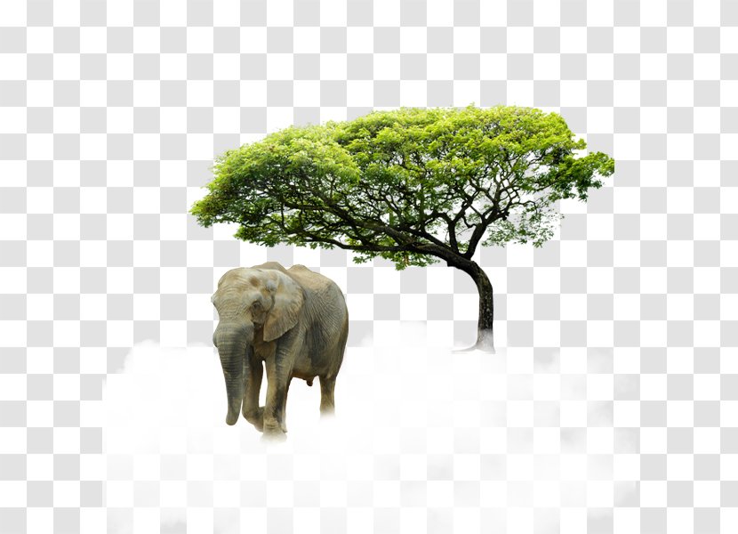 Elephant - Tree - Elephants And Mammoths Transparent PNG