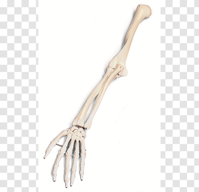 Arm Human Skeleton Bone Clip Art - Shoulder Transparent PNG