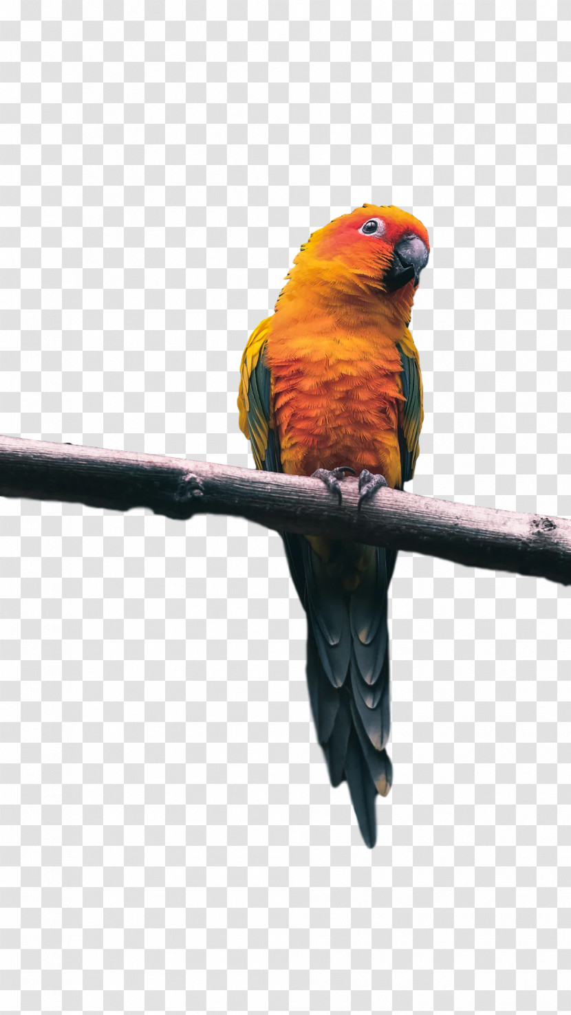 Lovebird Transparent PNG