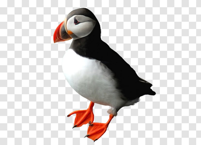Puffin Penguin Beak Auk - Seabird Transparent PNG