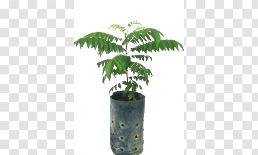 Arecaceae Flowerpot Houseplant Leaf Plant Stem Transparent PNG