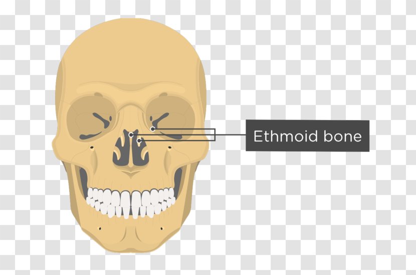 Vomer Lacrimal Bone Nasal Concha Anatomy - Skull - And Transparent PNG