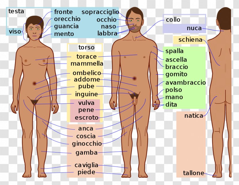 Hip Homo Sapiens Human Body Anatomy - Tree Transparent PNG