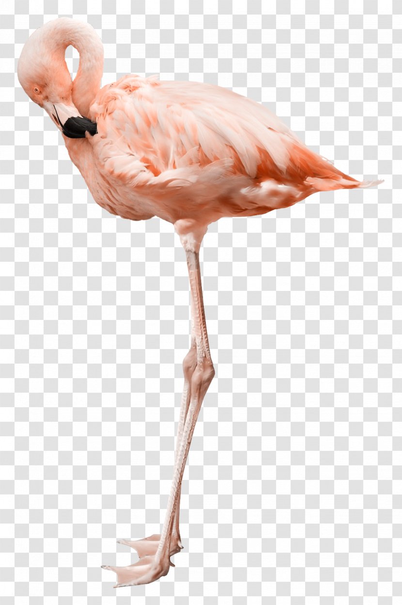 Flamingo Stock Photography Royalty-free - Feather - Animals Ostrich Transparent PNG