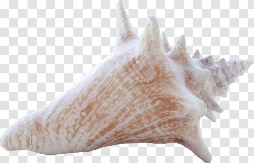 Conch Download Sea Snail Seashell - Conchology - Common White Transparent PNG
