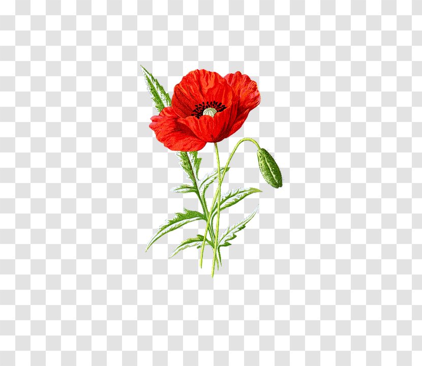 Poppy Seed Supreme Flower - Company - Pink Family Transparent PNG
