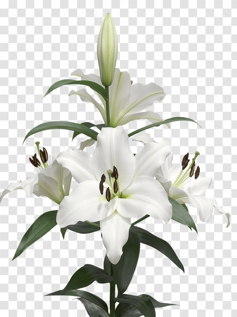 Lilium Candidum Cut Flowers White Bulb - Callalily Transparent PNG