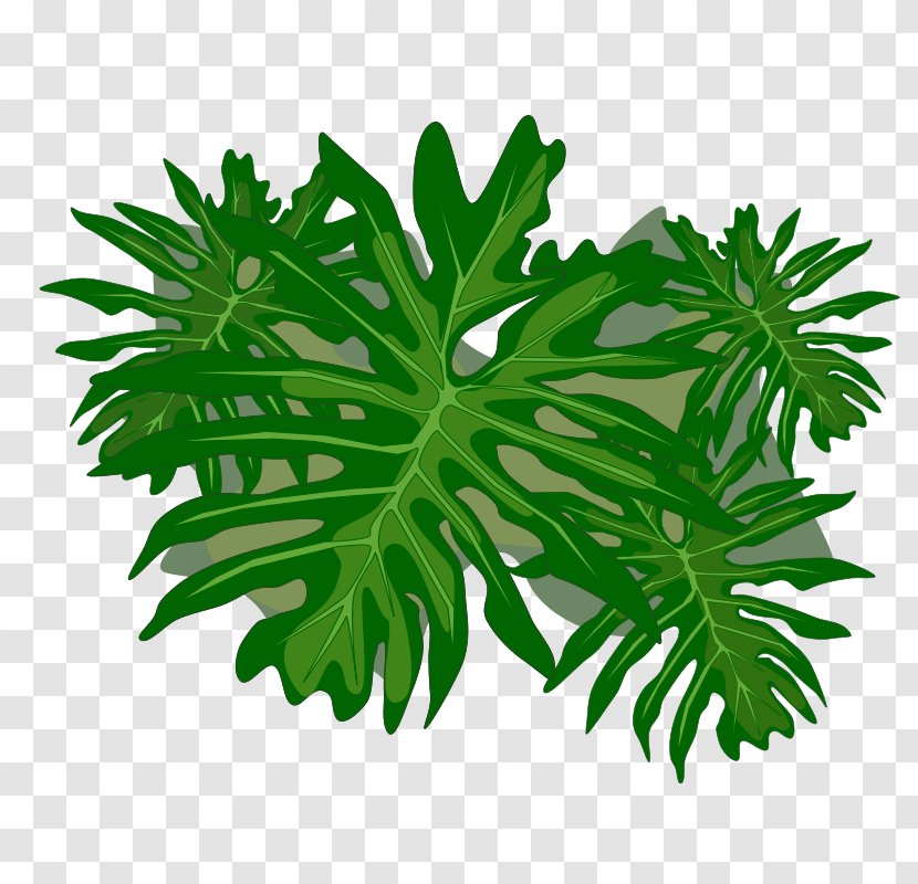 Philodendron Undulatum Clip Art - Herbalism - Leaf Transparent PNG
