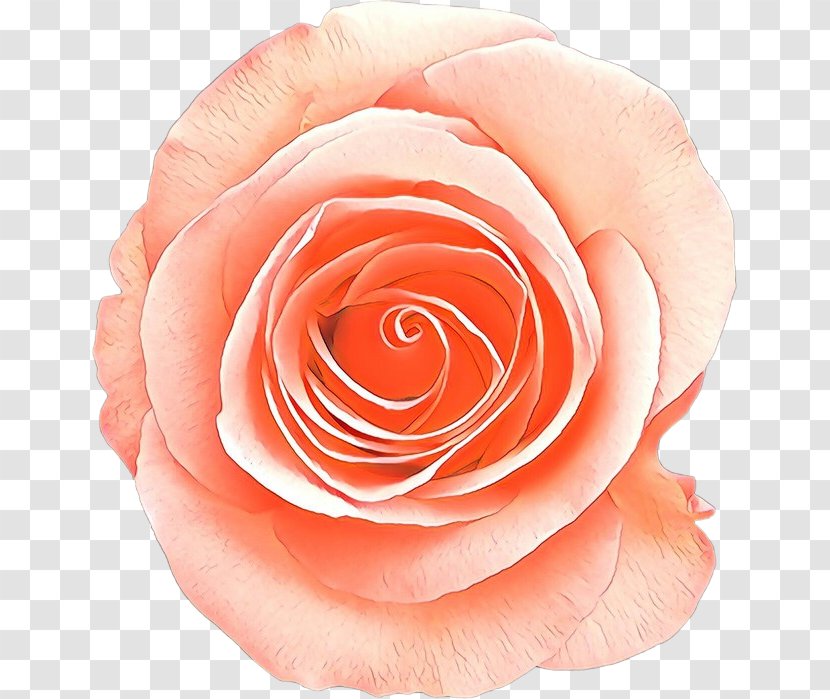 Garden Roses - Petal - Plant Peach Transparent PNG