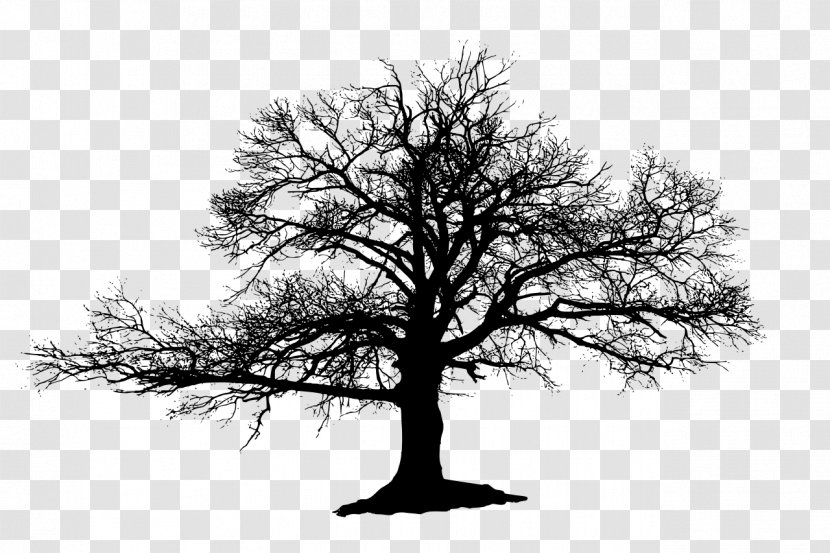 Tree Silhouette Drawing Oak - Plant - Cemetery Transparent PNG