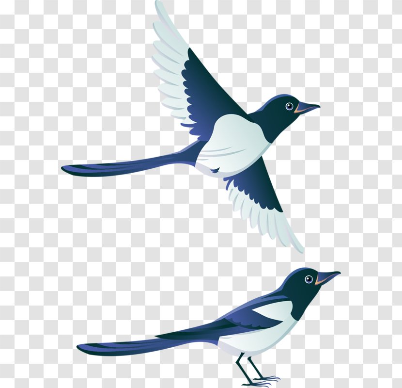 Eurasian Magpie Bird Swallow House Sparrow Clip Art - Fauna Transparent PNG