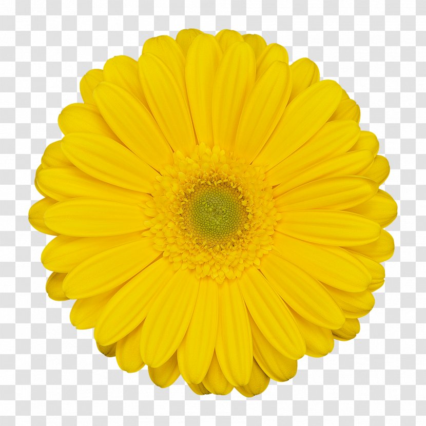 Flower Stock Photography Stock.xchng Clip Art Image - Daisy Family Transparent PNG
