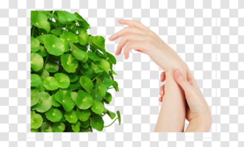 Centella Asiatica Extract Skin Medicinal Plants Cellulite - Hand - Care To Share Transparent PNG