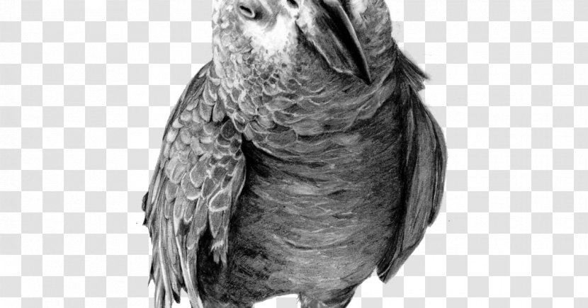 Parrot Drawing Birds Pencil Sketch - Monochrome Photography - African Grey Transparent PNG