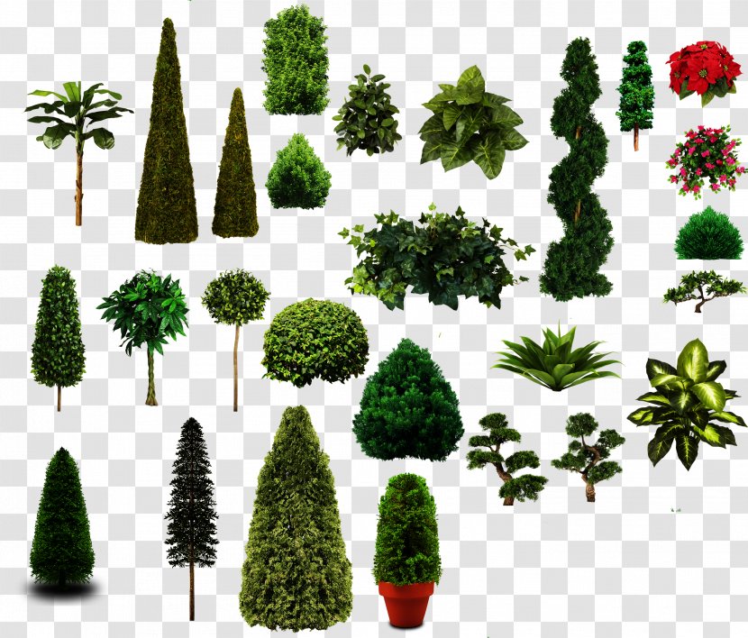Tree - Pine Family - Shrub Transparent PNG