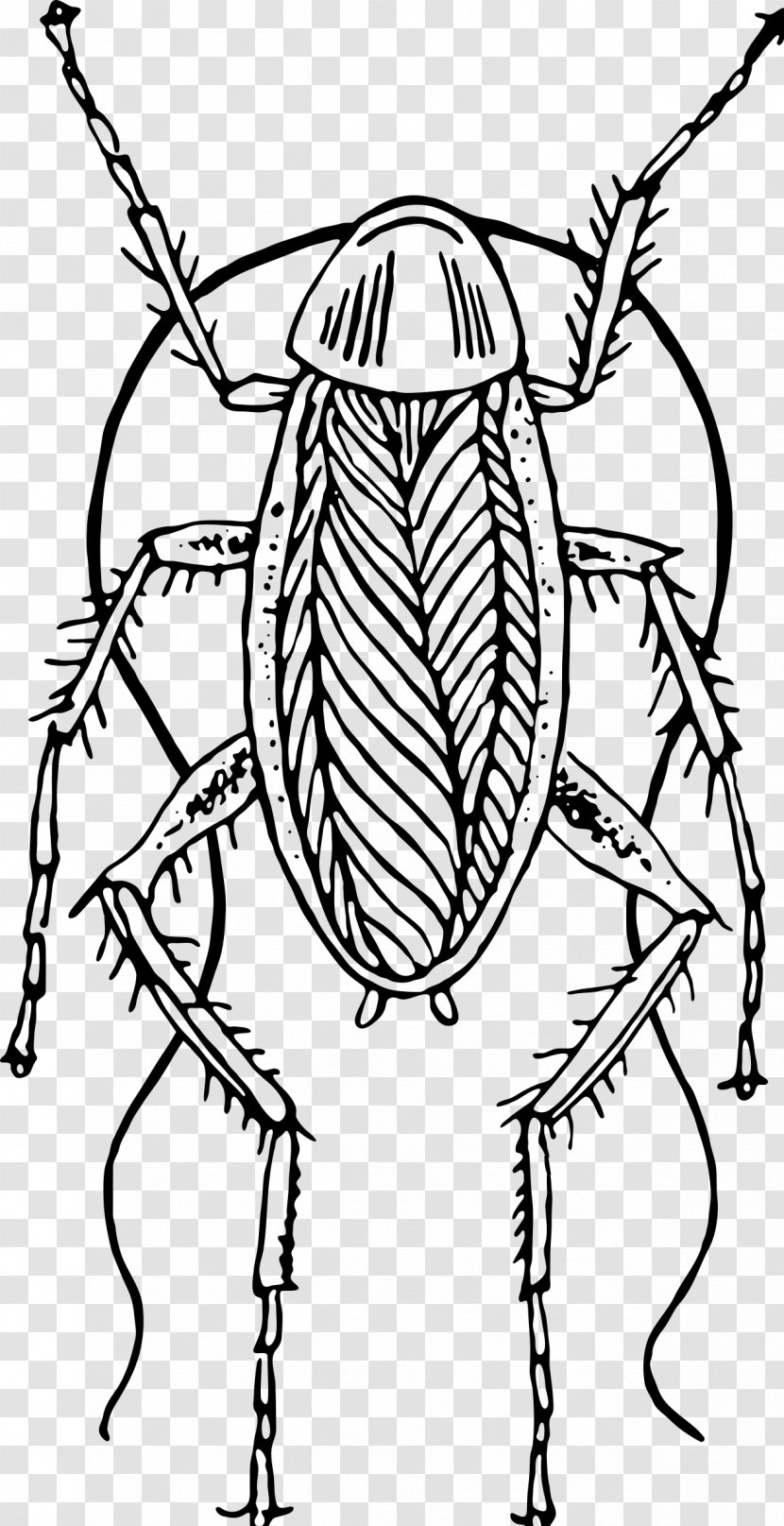 Cockroach Clip Art - Visual Arts Transparent PNG