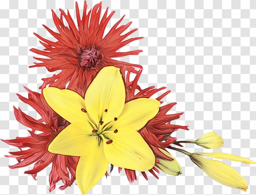 Flower Yellow Petal Plant Flowering - Perennial Cut Flowers Transparent PNG