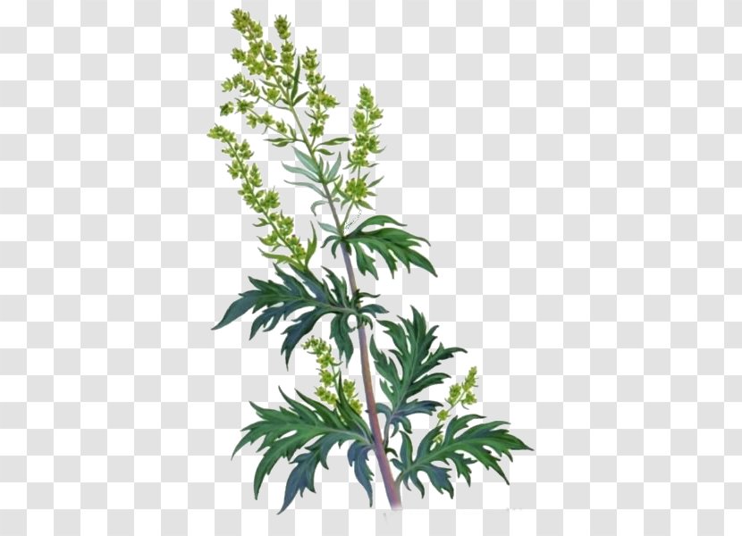 Mugwort Common Wormwood Daisy Family Plant Artemisia Frigida - Root Transparent PNG
