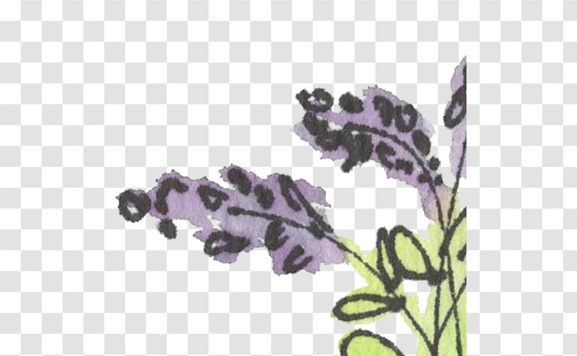 English Lavender Violet Clip Art - Color - Field Guide Transparent PNG