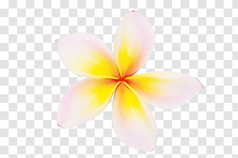 Petal Frangipani Flower Pink Plant Transparent PNG