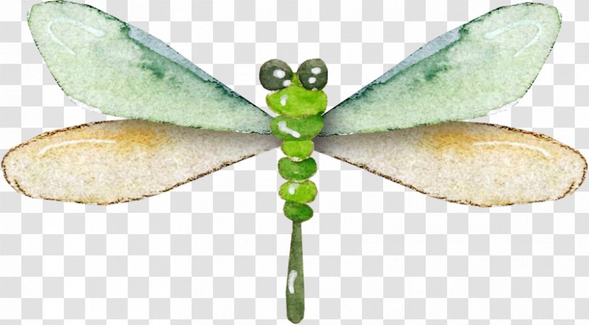 Dragonfly Insect Data Compression - Webp - Pretty Transparent PNG