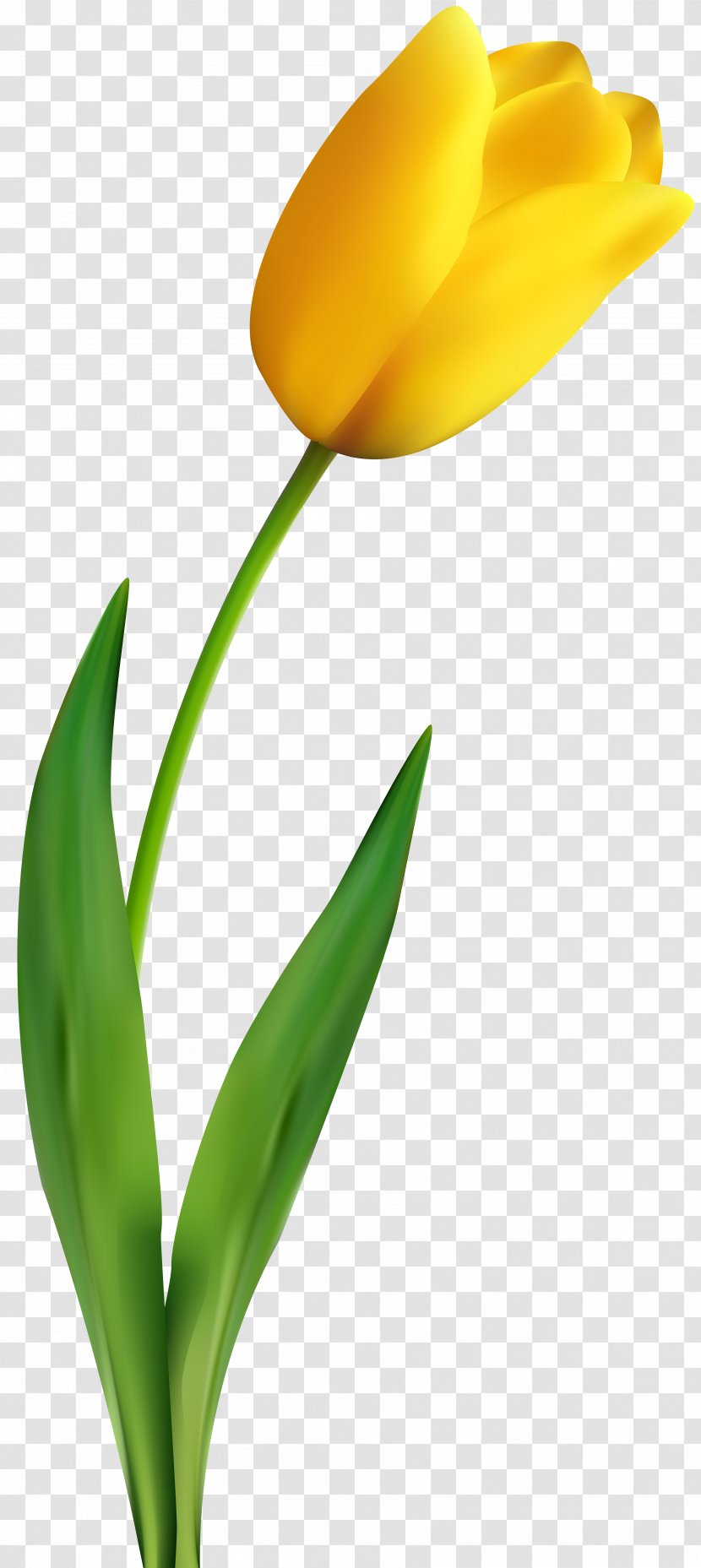 Tulip Flower Yellow Clip Art - White - Material Transparent PNG