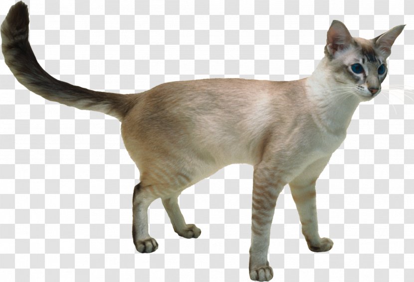 Javanese Cat Siamese Japanese Bobtail Siberian Balinese - Fauna - Pet Transparent PNG