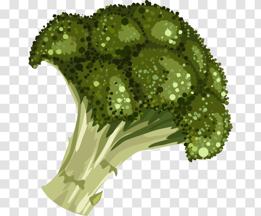 Clip Art Sprouting Broccoli Drawing - Flower - Nutrition Transparent PNG