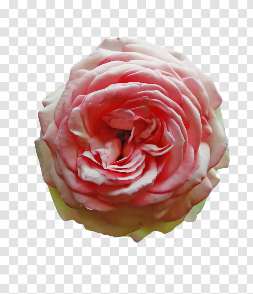 Garden Roses Transparent PNG