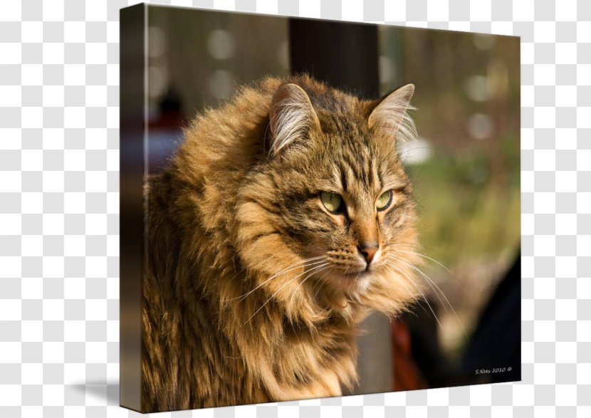 Maine Coon American Bobtail Siberian Cat Norwegian Forest Whiskers - Domestic Longhaired - Long Haired Transparent PNG
