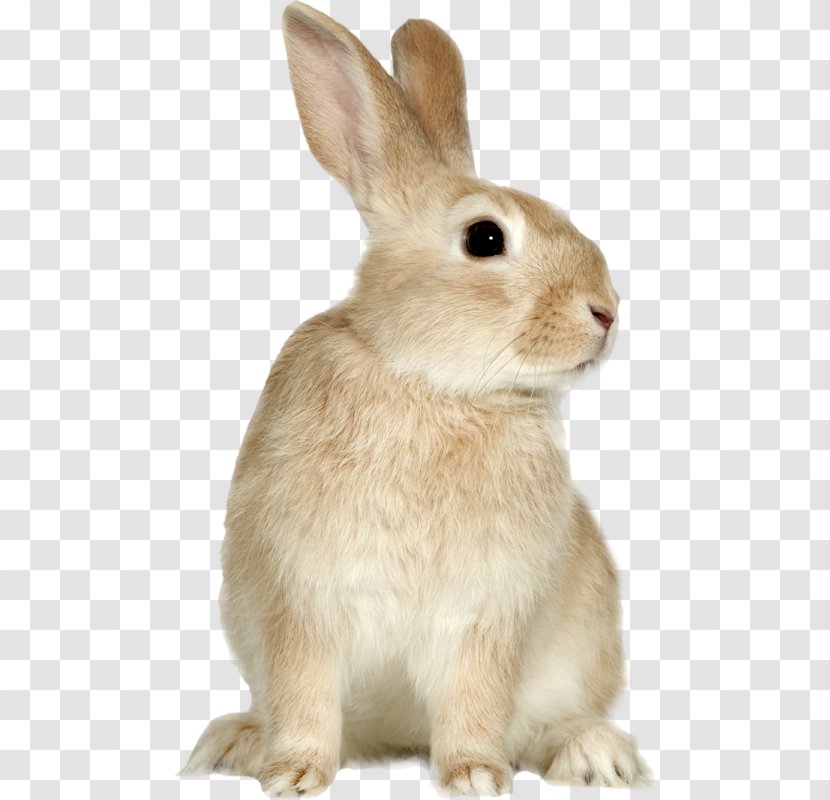 Easter Bunny PaintShop Pro - Fauna - Rabbit Transparent PNG