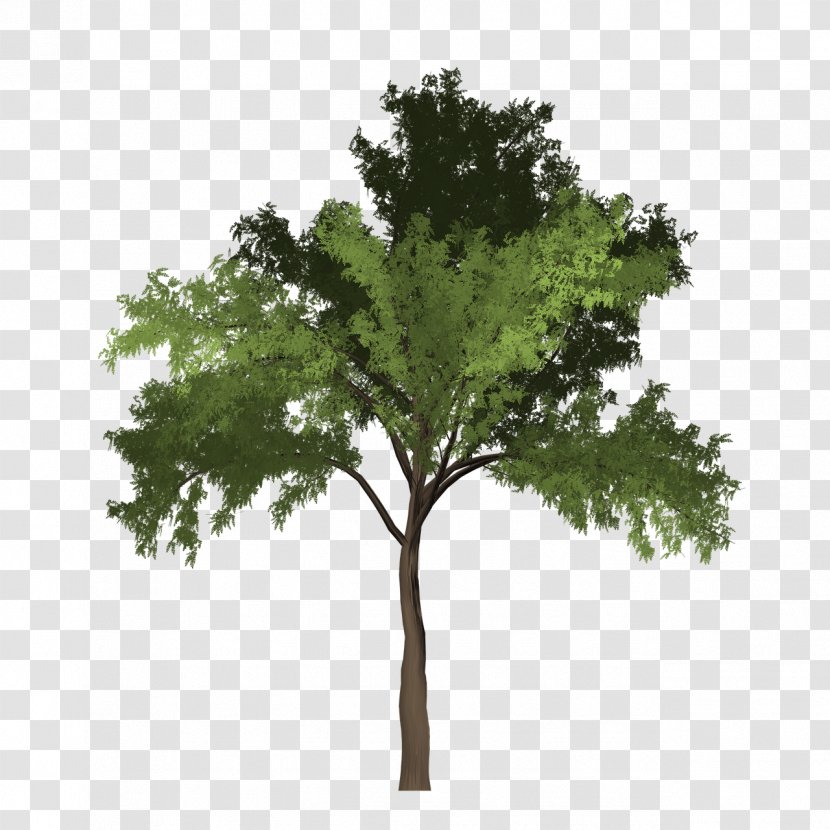 Trees And Leaves Black Locust Clip Art - Woody Plant - Tree Transparent PNG