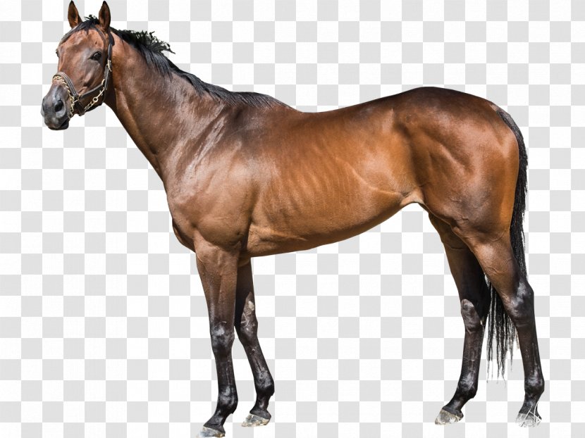 Thoroughbred Stallion WinStar Farm Foal Darley Stud - Pack Animal - Horse Race Transparent PNG