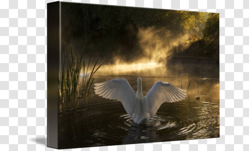 Bird Desktop Wallpaper Ducks Art Painting - Geese And Swans Transparent PNG