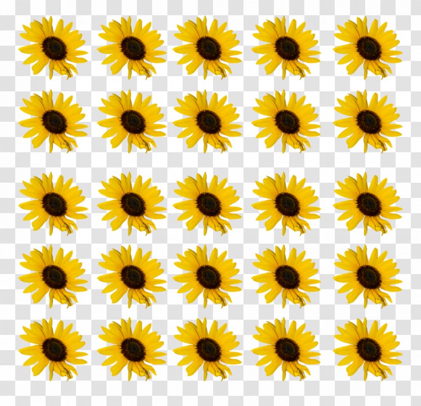 Facial Clip Art - Daisy Family - Sunflower Drawing Transparent PNG