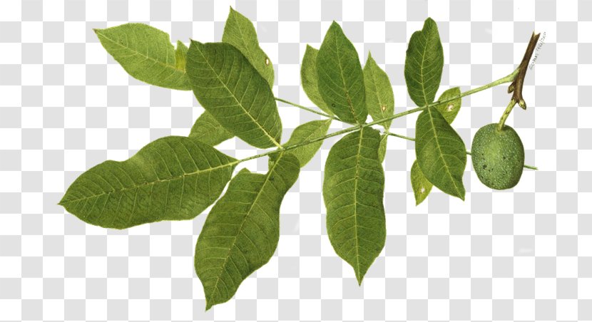 English Walnut Tea Herb Plants Leaf - Hojas Transparent PNG
