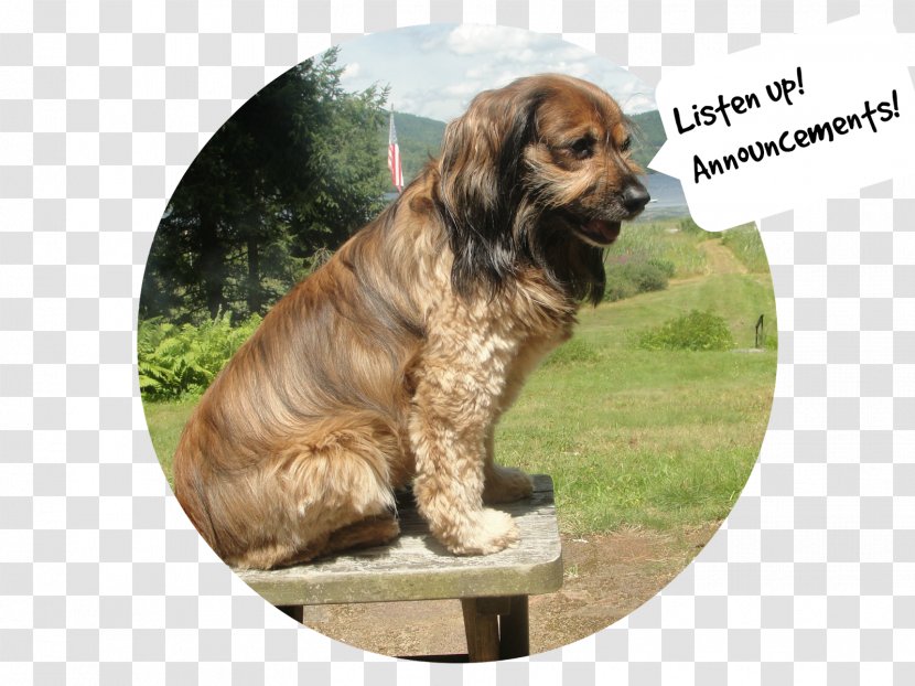 Cavalier King Charles Spaniel Tibetan Dog Breed Companion - K9 Transparent PNG