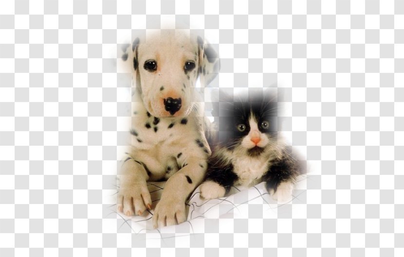 Kitten Puppy Whiskers Dog Cat Transparent PNG
