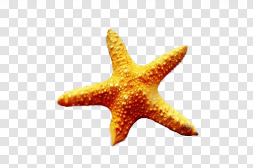 Starfish I See Stars Echinoderm Marine Biology Hardcover Transparent PNG
