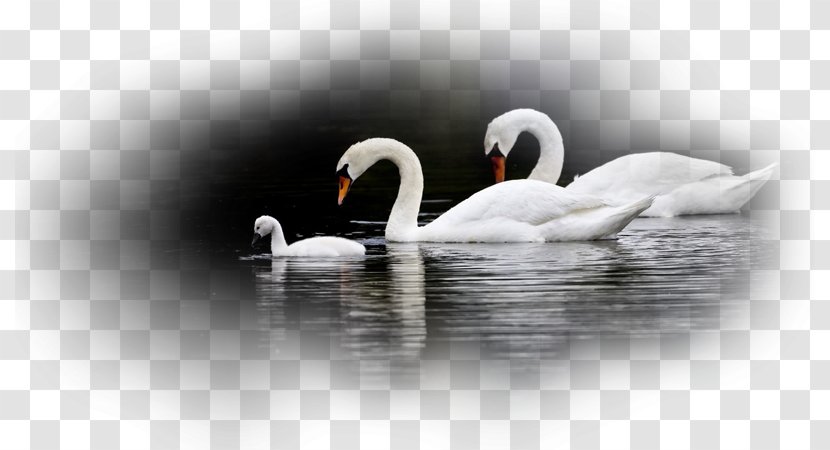 Water Bird Black Swan Mute Desktop Wallpaper Transparent PNG
