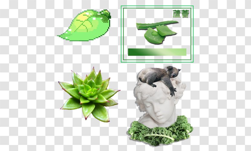 Drawing Image Editing Thallophyte - Plants - Aesthetic Statue Transparent PNG