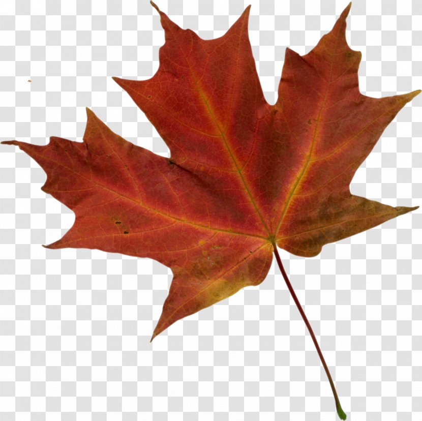 Autumn Leaf Color Clip Art - Green Transparent PNG