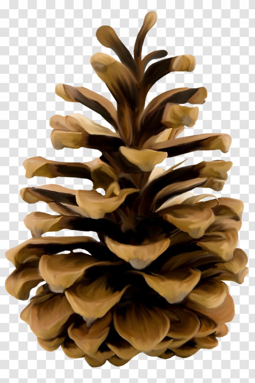 Conifer Cone Pine Shape Flower Transparent PNG