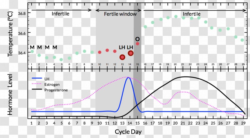 Menstrual Cycle Basal Body Temperature Menstruation Natural Cycles Document - Lh Transparent PNG
