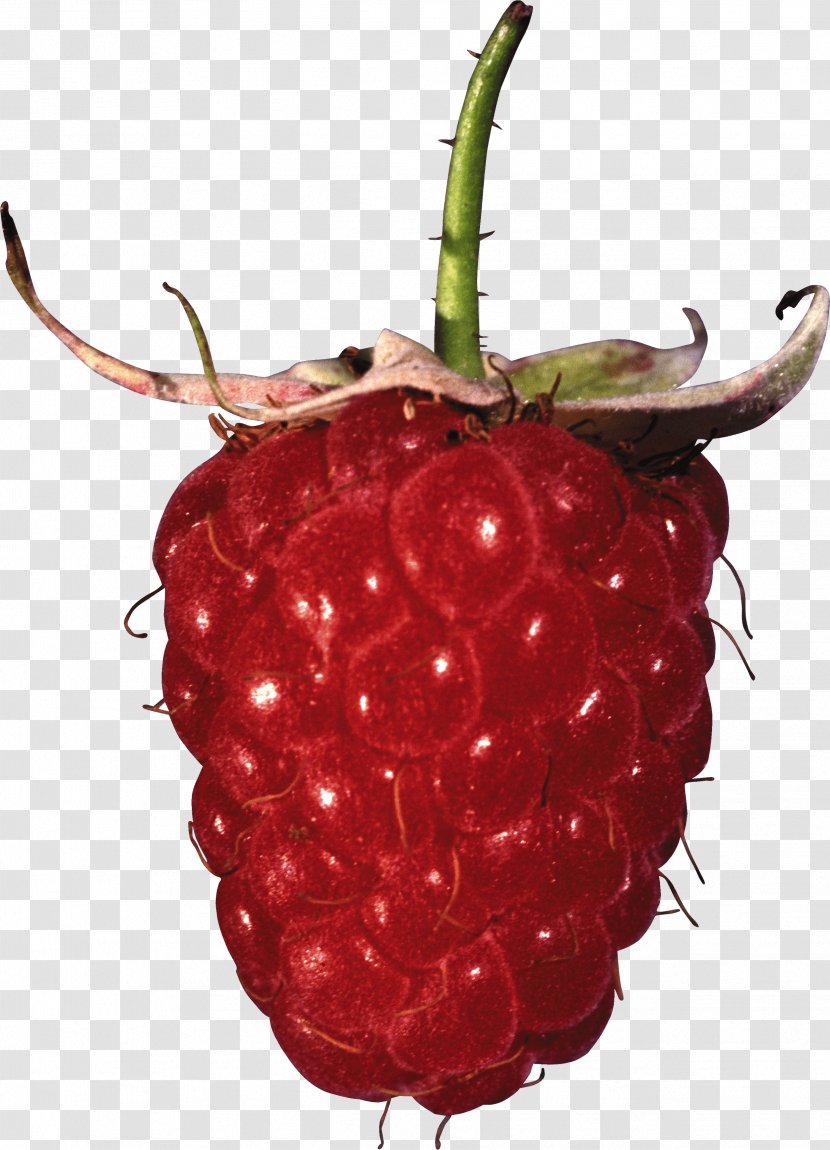 Red Raspberry Fruit - Produce - Rraspberry Image Transparent PNG