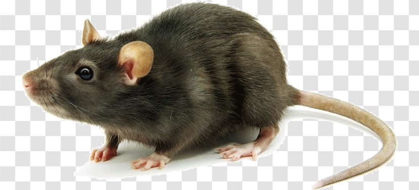 Fancy Mouse Rodent Brown Rat Black - Cat - Pest Control Transparent PNG