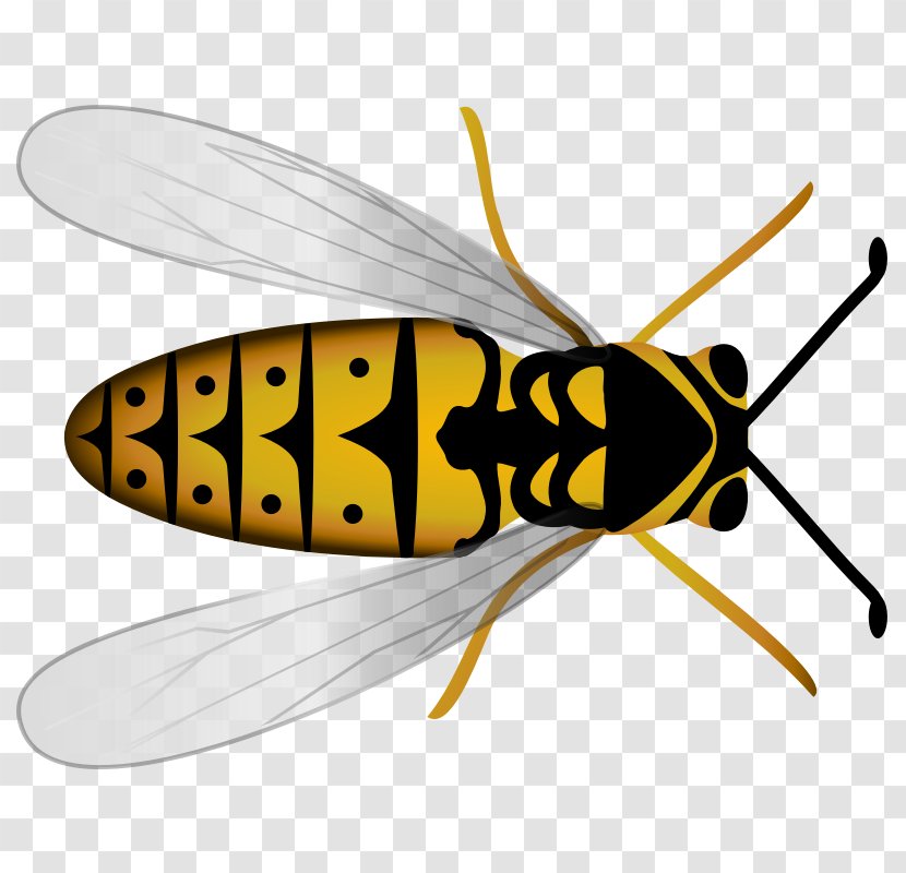 Western Honey Bee Hornet Beehive Transparent PNG